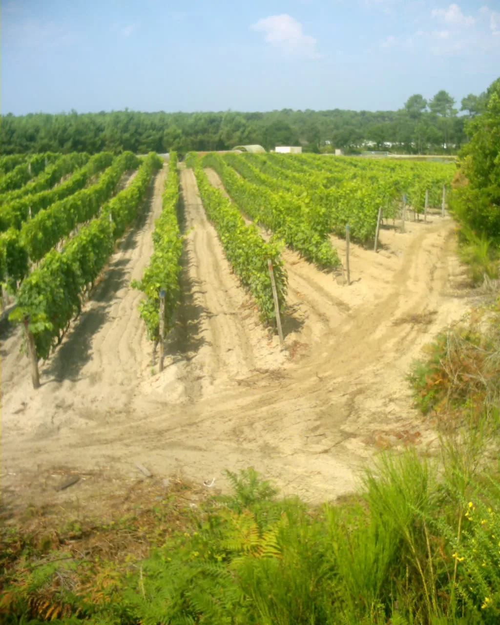 Le vignoble de Capbreton : des vignes Landestyle