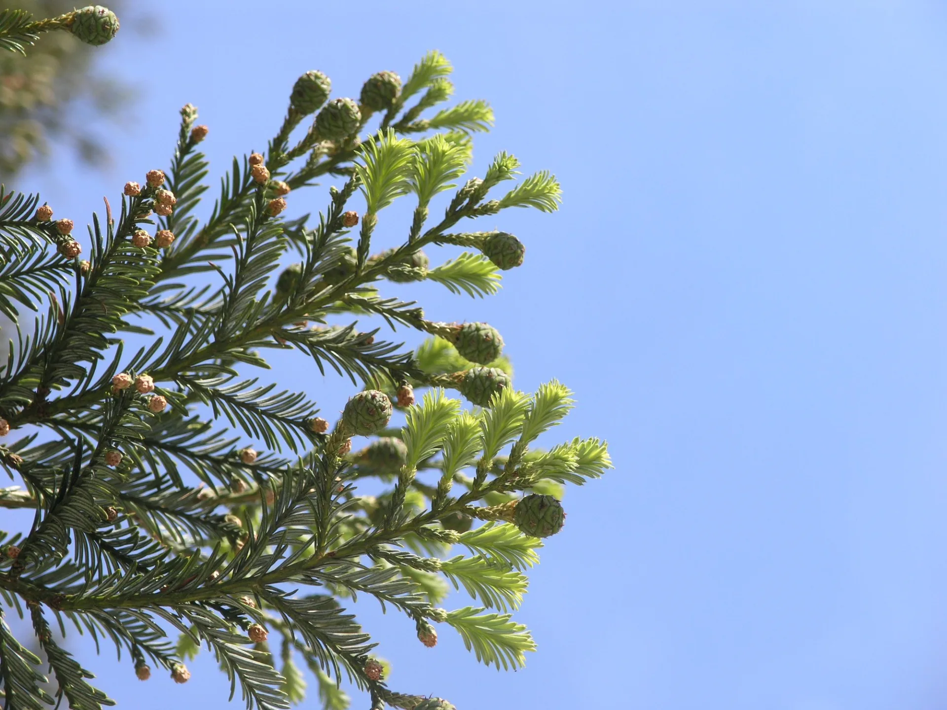 © Mairie de Castets – CASTETS – Détail branche du Séquoia