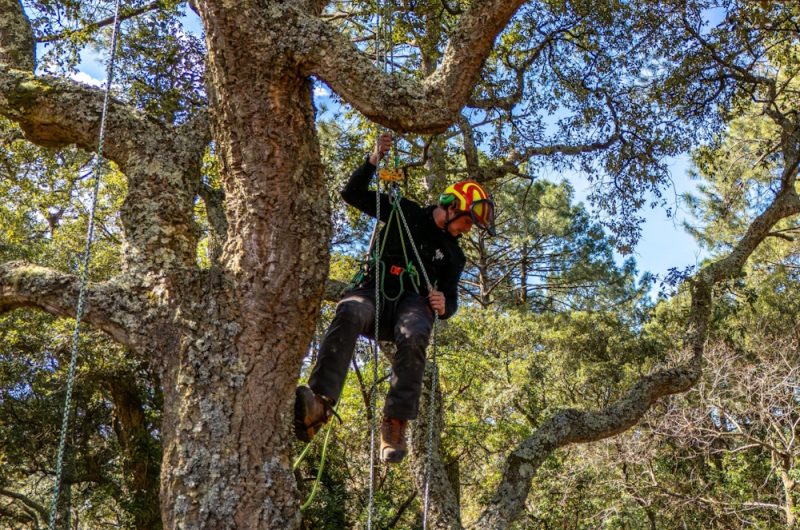 ©Action Elagage Nature 2025 (3)