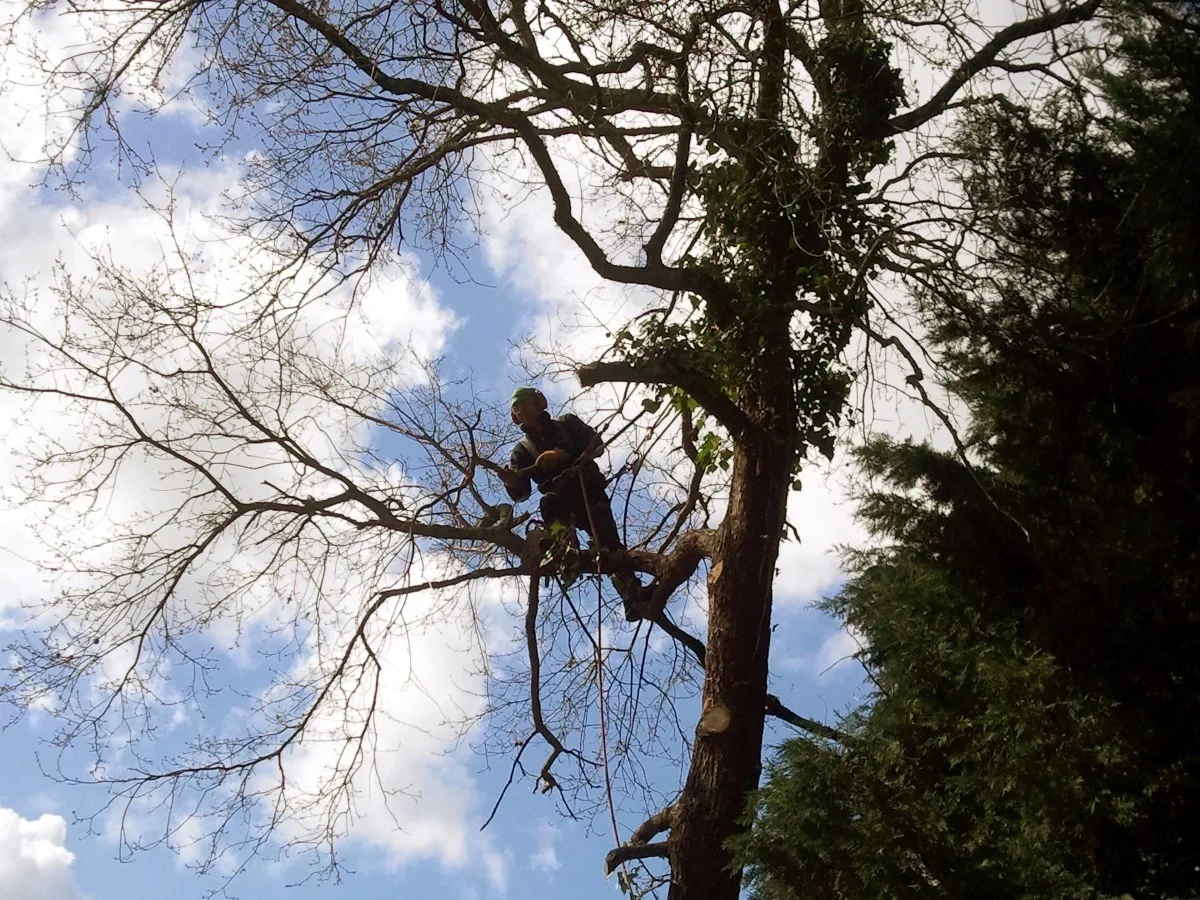 -Elag-arbres-2015–3–2