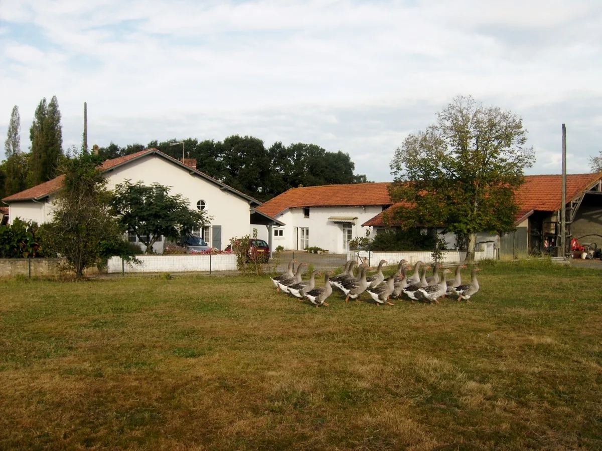 -Ferme-Pelerin-2016–5-