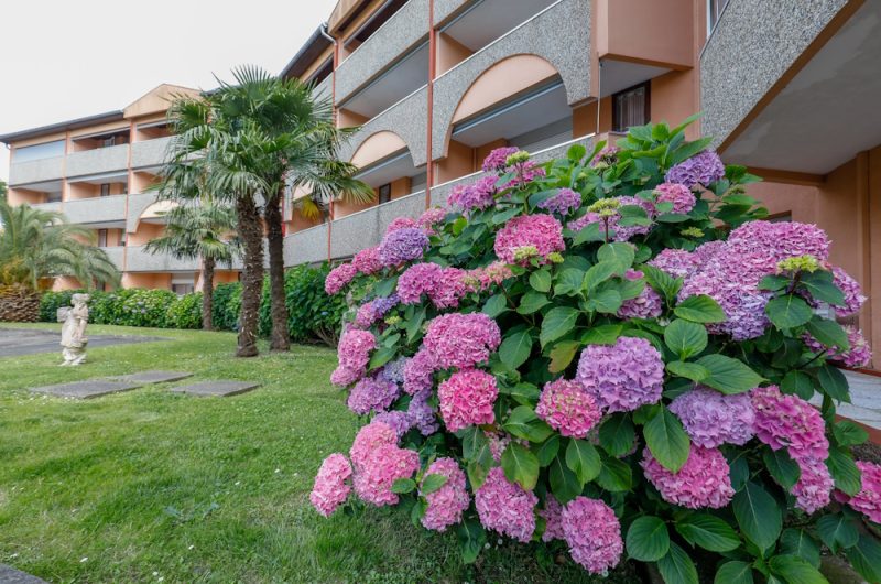 _MG_0929 – FACADE HORTENSIAS