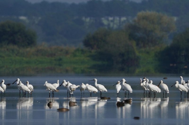 06cd45e7b67a-Groupe-spatule-Boufartigues