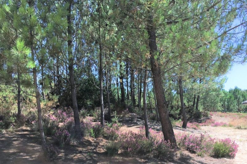 Design sans titre – 1