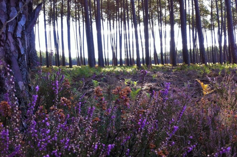 119 L’Océan des Landes_Messanges_Landes Atlantique Sud