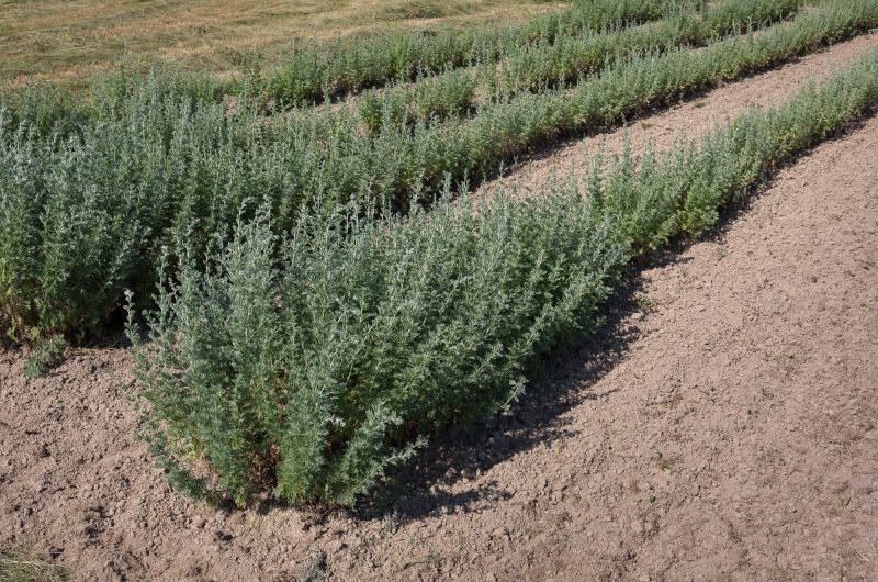 2023 – ARTH – Domaine d’Artez – Plants d’Absinthe – ©JP Brunello