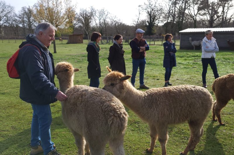 2023 – BOUR – Éductour – Découverte des alpagas – Ferme le Hillot – ©OT Landes d’Armagnac – WF (17)