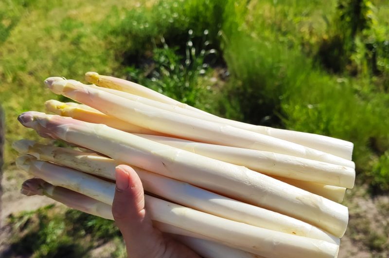 2023 – CACH – Ferme des Sables Blancs – Asperges – ©Ferme des Sables Blancs