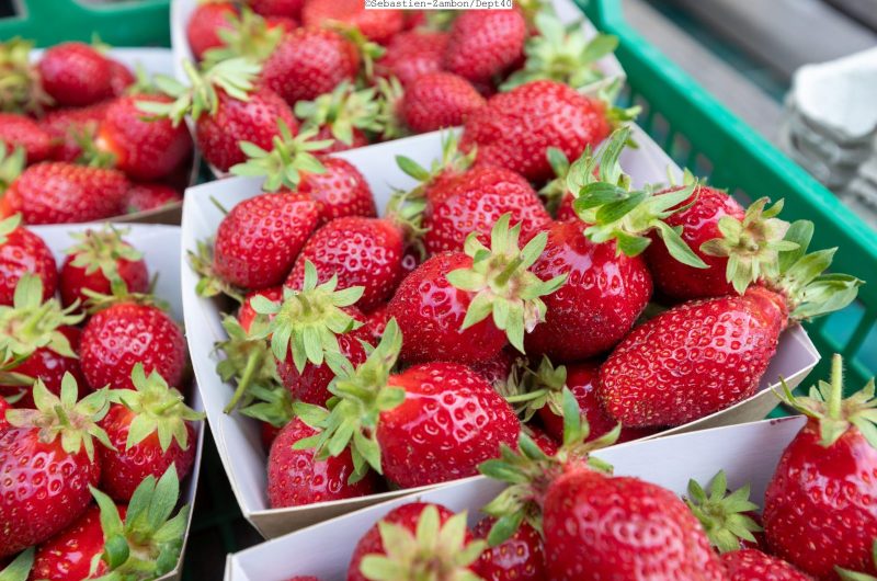 20230724-Maraichers-Pauline-Yann-0831