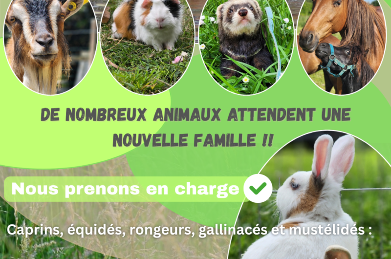 Affiche Évènement Fête Ferme Pédagogique Simple Collage Photo Coloré – 3