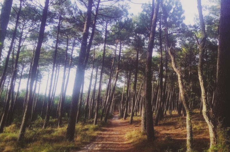 4-Aici Hemen_Soustons_OTILAS