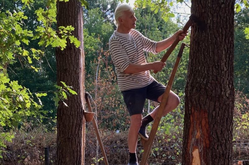 5-Resinier_Pitey_Conservatoire_Landes_Gascogne