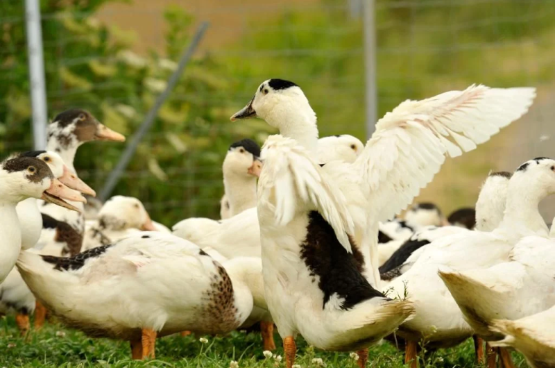 5d3997048500004d29be1bbc