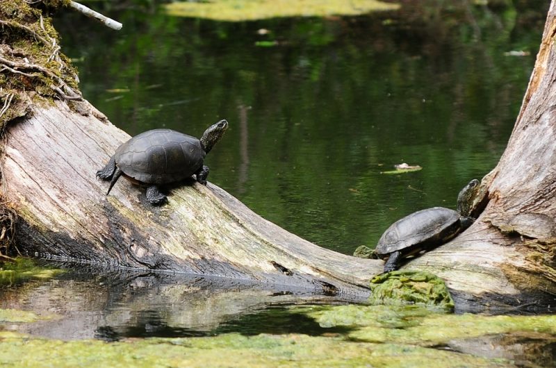 667564-visite-neuf-fontaines—bostensnll-73