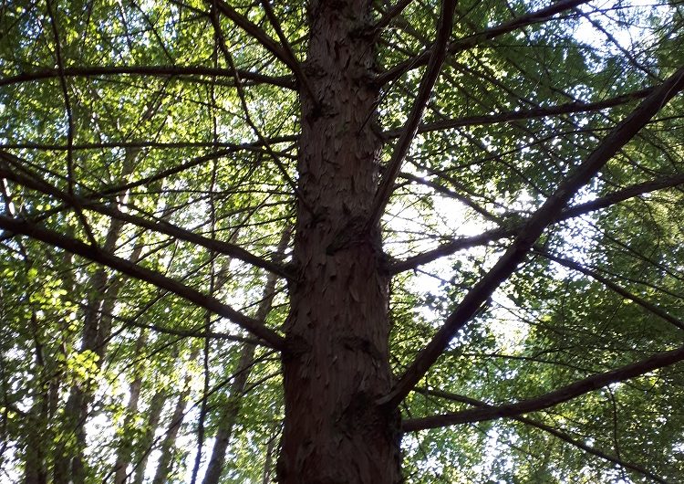 667608-site-limac-carine-couerbe-1r