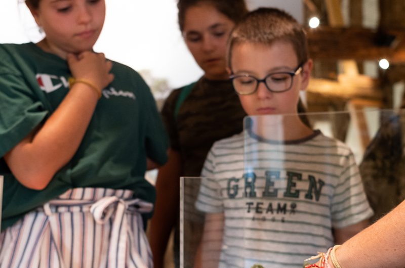 697858-graine-de-foret-3