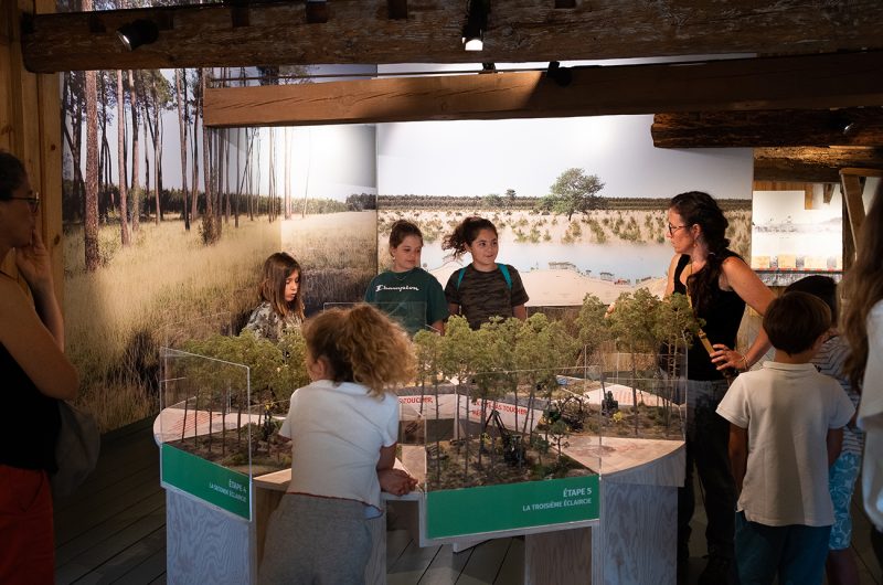 697860-graine-de-foret-5