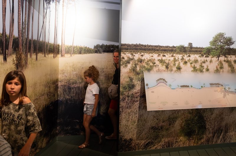 697862-graine-de-foret-7