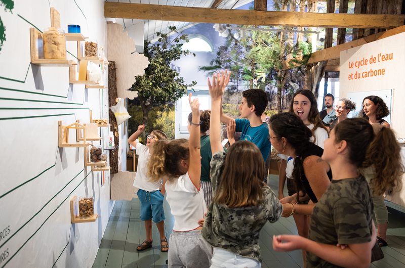 697865-graine-de-foret-10