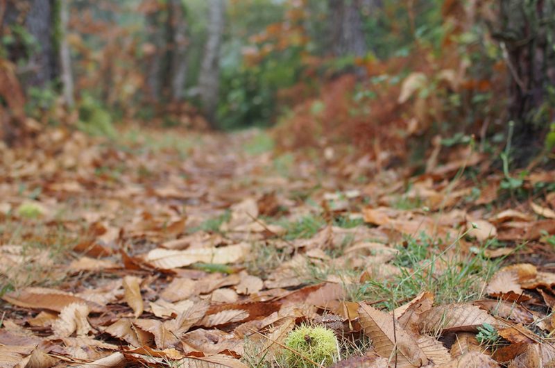 697873-graine-de-foret-20