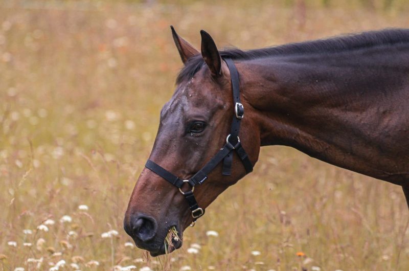 781405-355231530-742566657667107-7967161250959178002-n