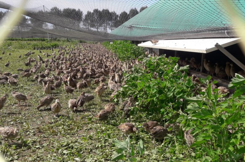 781417-59503308-2038551559589366-8776302757800837120-n