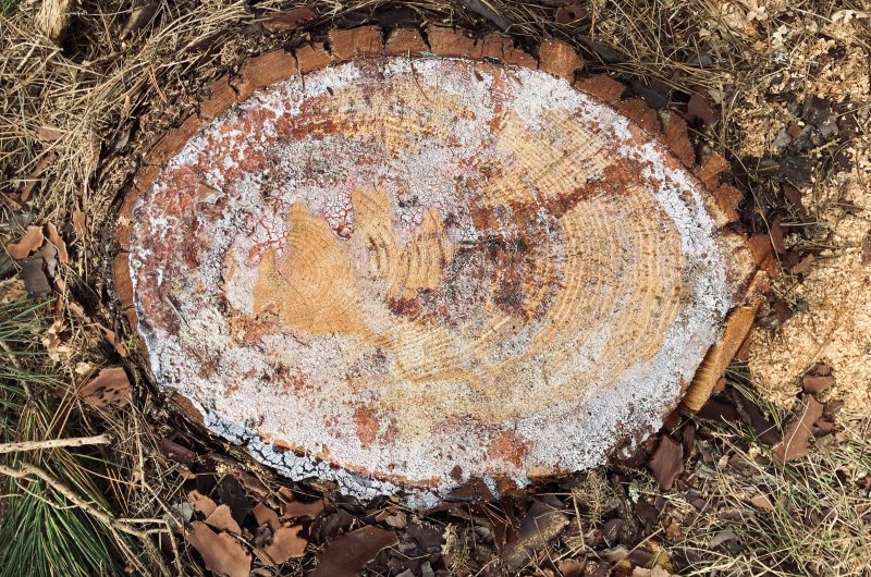 8-tranche-de-pin.__Conservatoire_Landes_Gascognejpeg