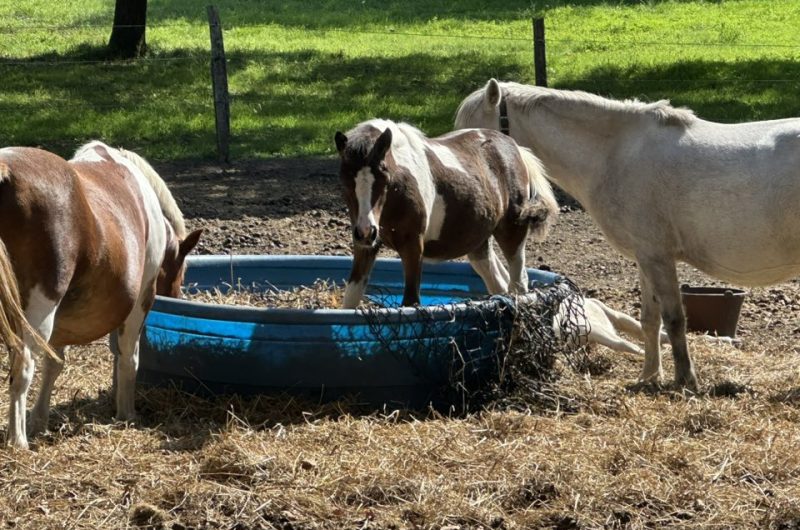 856620-550552688-1751905505753458-7712517558324407685-n