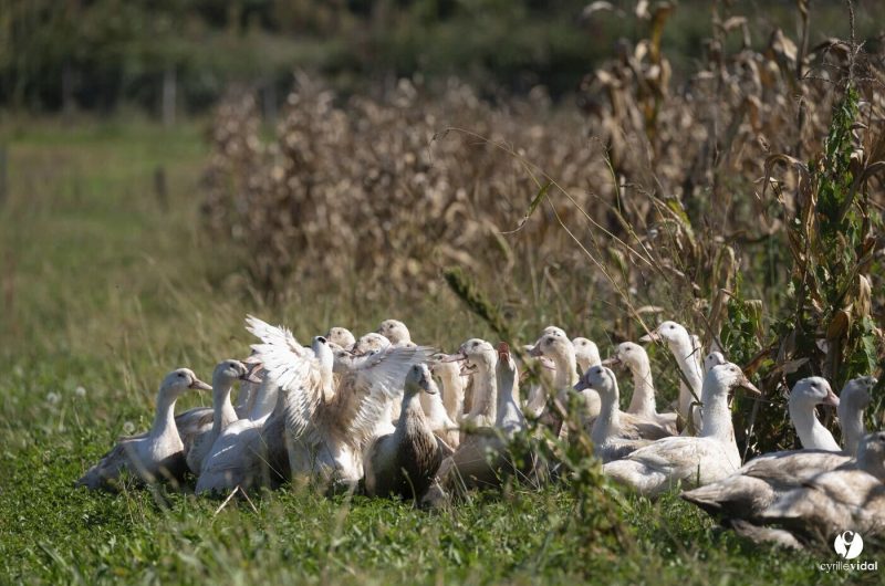 91ec7fd4-e248-4d8a-a33f-b4384ea11f83