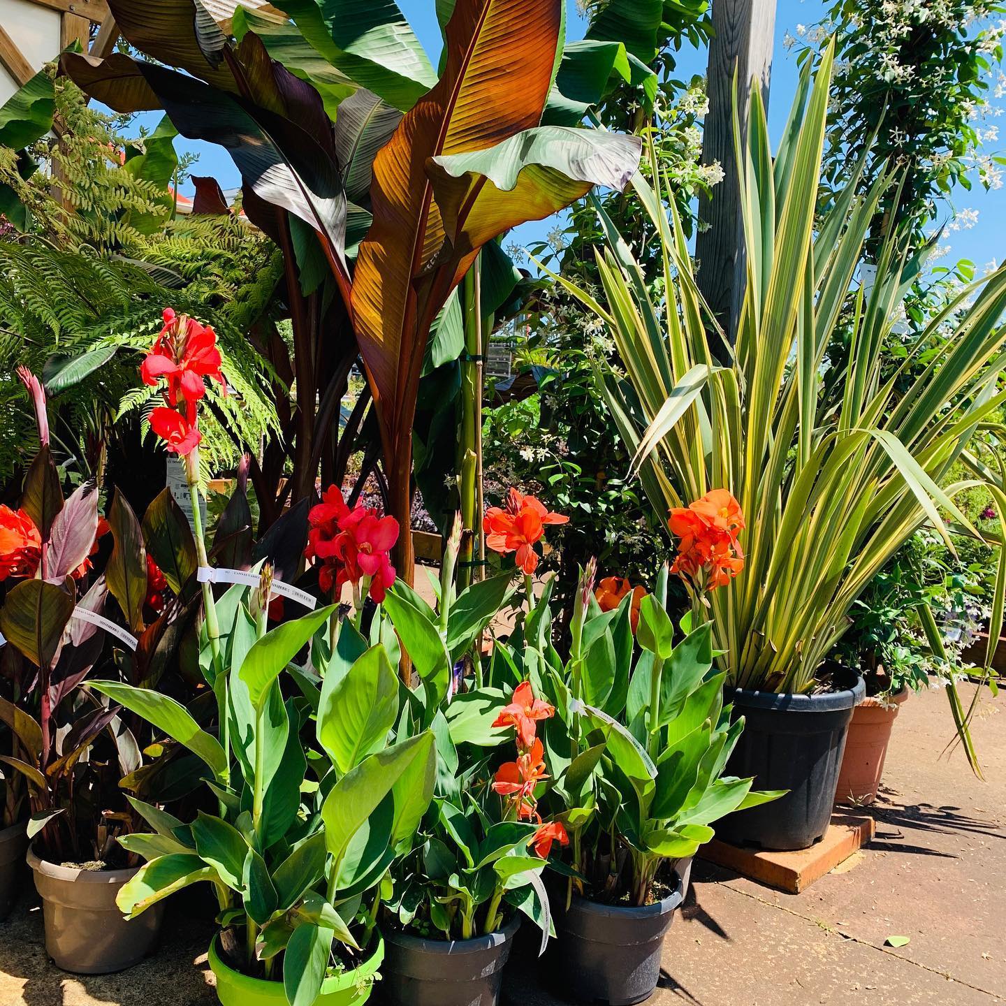 99138935_851728135310585_2240008552204730368_o