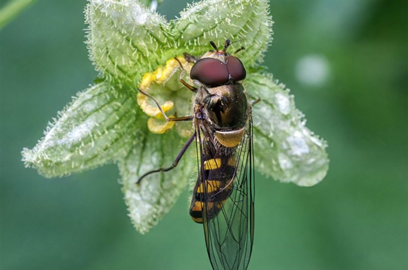 AFFICHE-PASCAL-GARE-DE-L-ART-copie-2