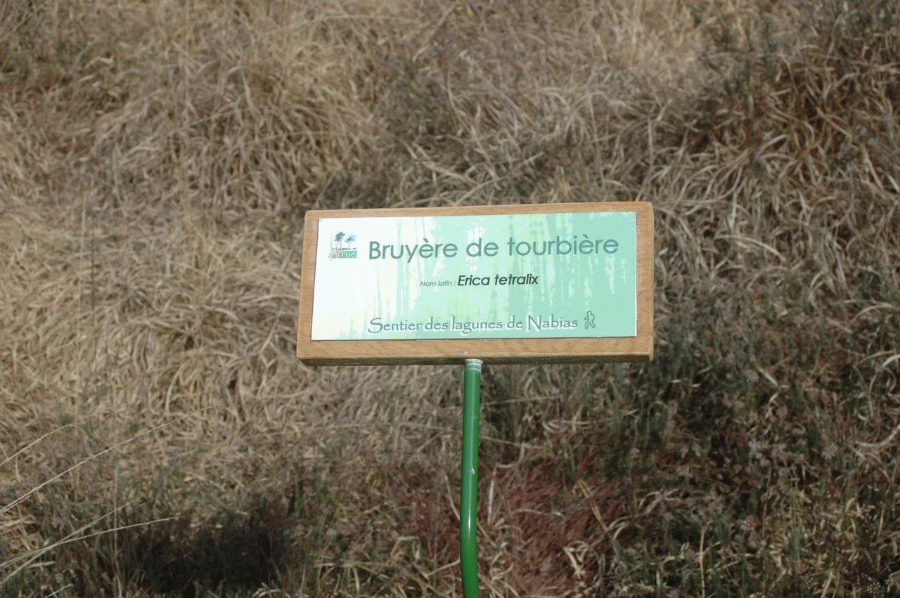 Arue—Lagune-Nabias–4-