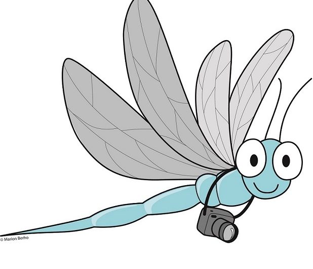 libellule