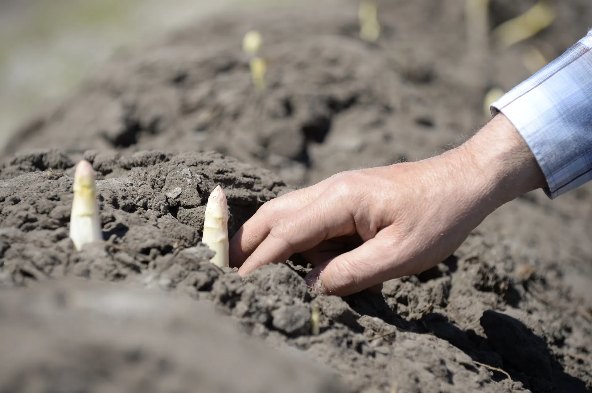 CASTETS-COPA-DAX–1–2