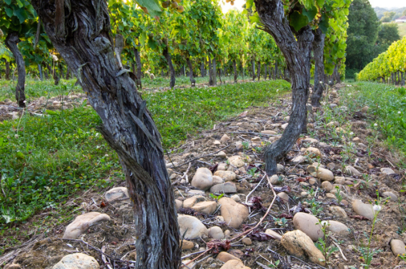 Cave-Tursan_Vignes (1)