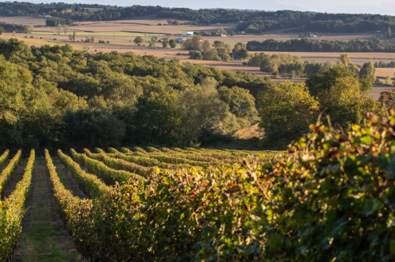 Cave-Tursan_Vignes (2)