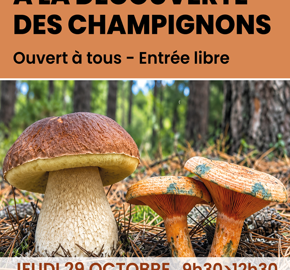 Champignons