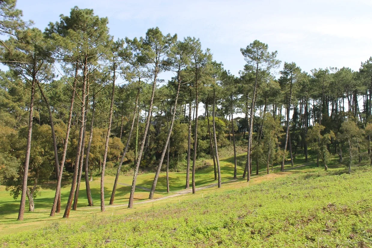 Le circuit jaune du golf