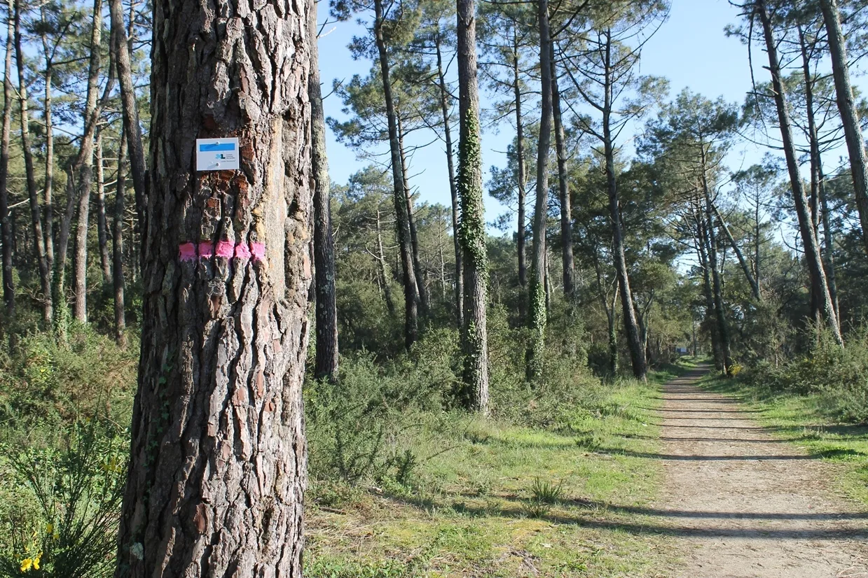 A Seignosse, circuit des plages