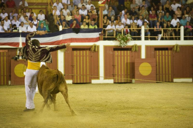 Course Landaise un écart
