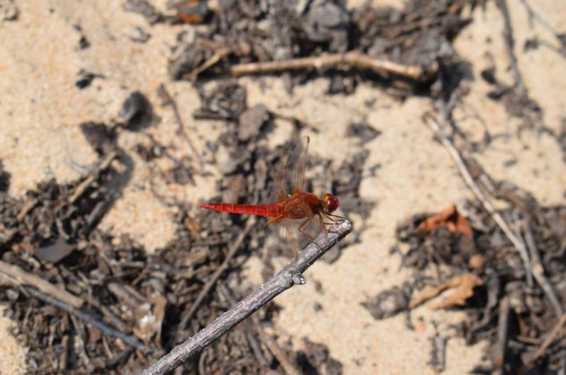 Crédit Photo DRomo-Gomez (30)