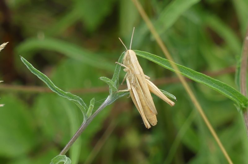 Criquet sp
