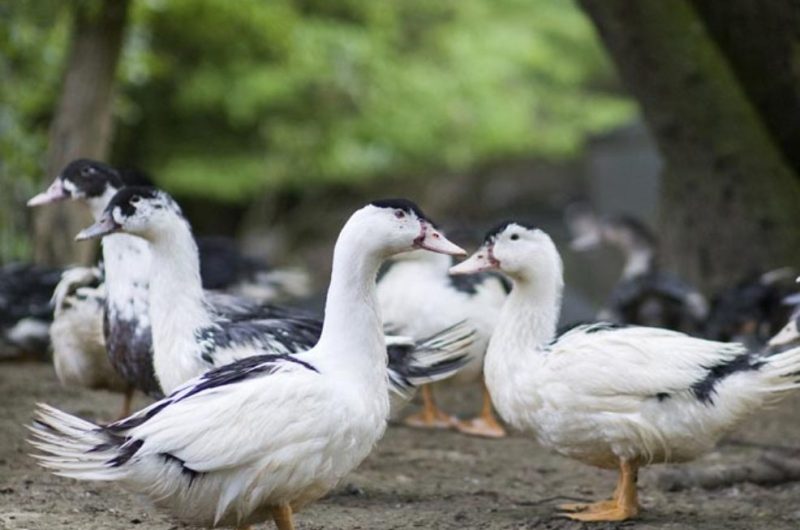 Ferme Ceres – des canards