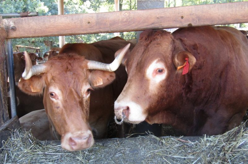 Ferme Ceres – taureau