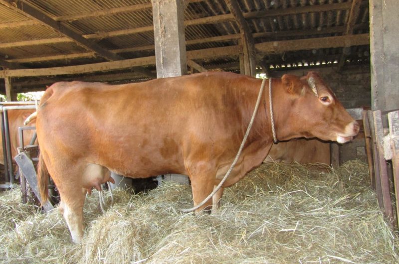 Ferme Ceres – vache qui a vélé