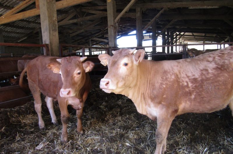 Ferme Ceres – veaux