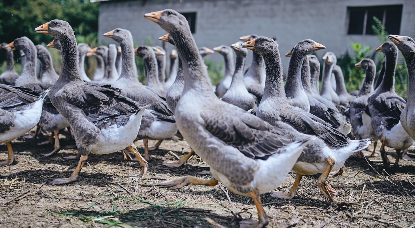 Ferme Labouyrie – Oies