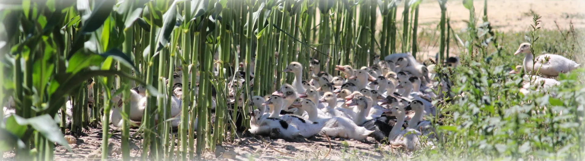 Ferme Lameignon Pomarez