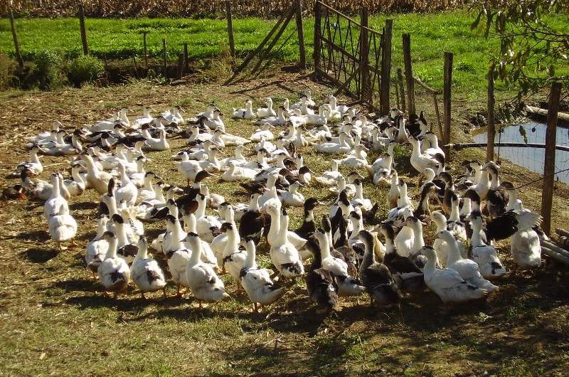 Ferme Loupret – découverte des canards par les visiteurs