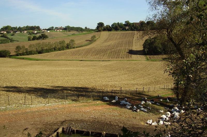 Ferme Loupret – les canards gras